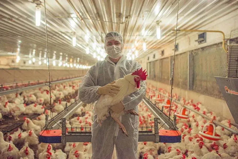Kümeste Kırnı çalışanı